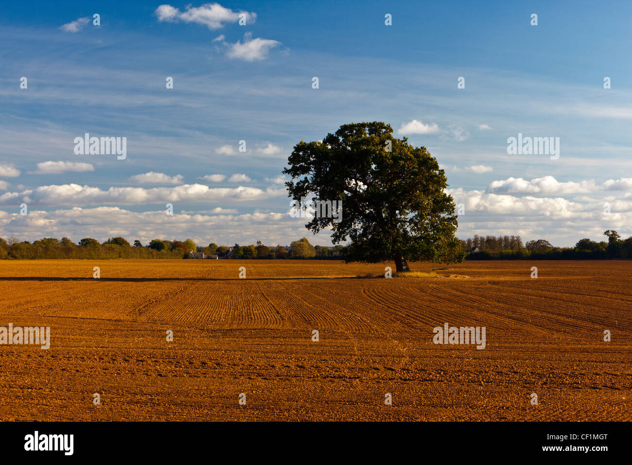 Single tree in a recently ploughed field. Stock Photo