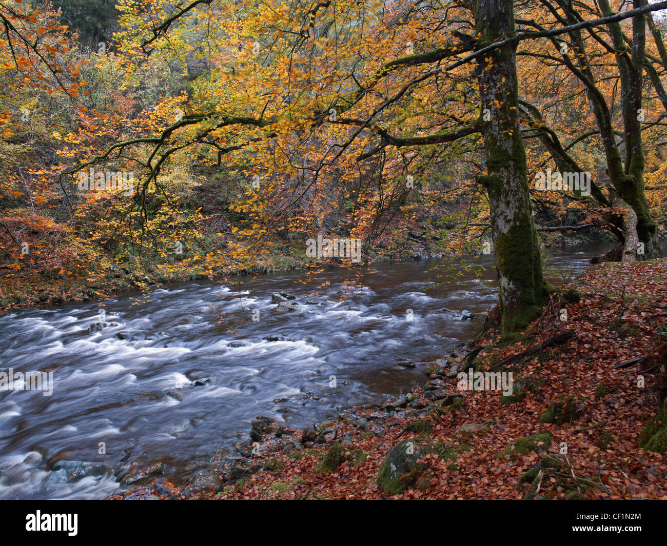An autumnal scene in Coed y Brenin forest park in the South of the