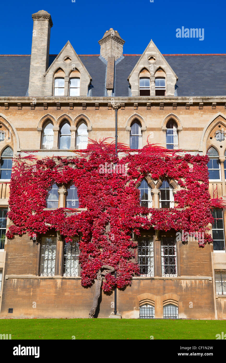 Ivy growing on the walls of Christ Church, Oxford University's largest College, in autumn. Stock Photo