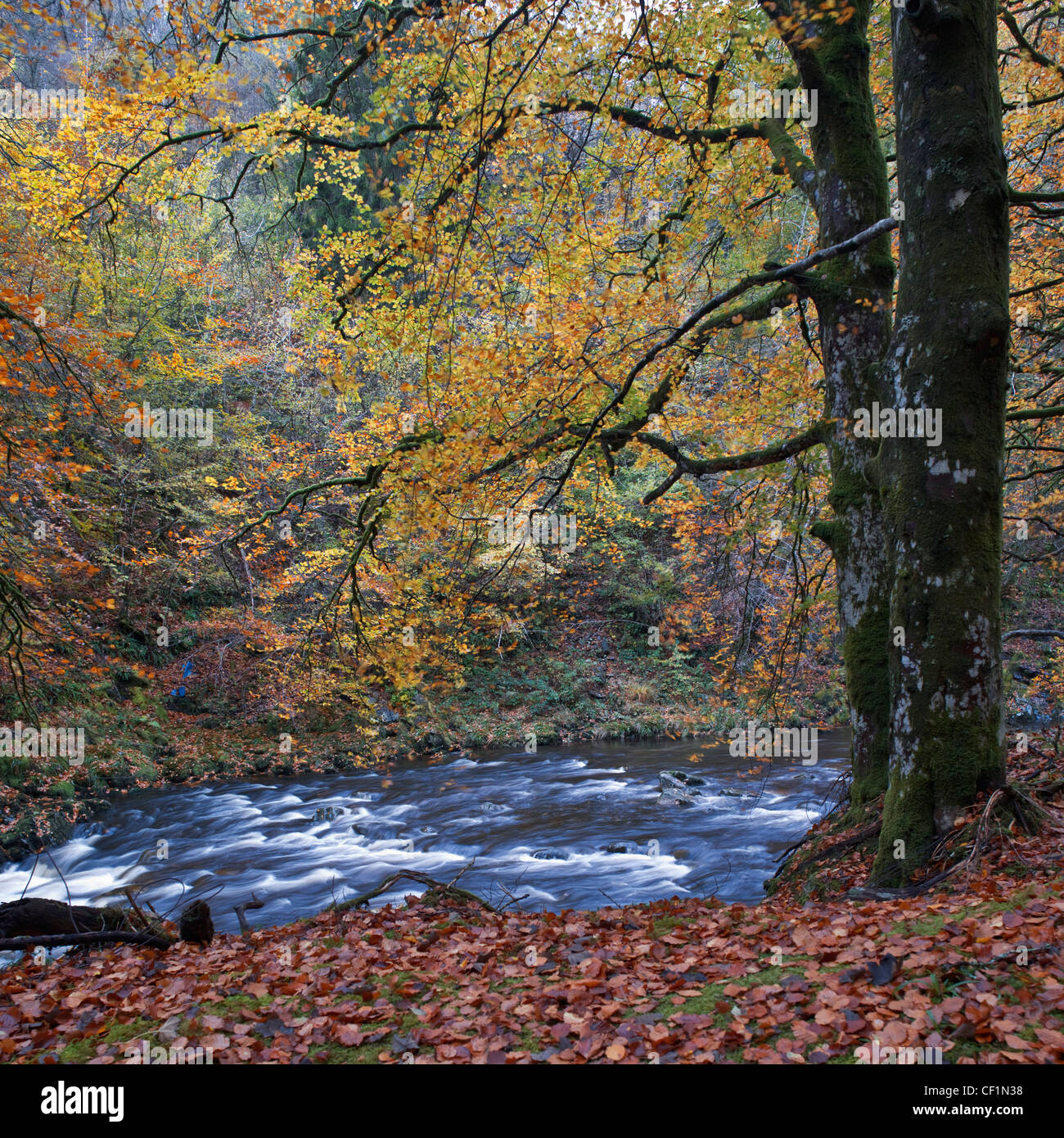 An autumnal scene in Coed y Brenin forest park in the South of the