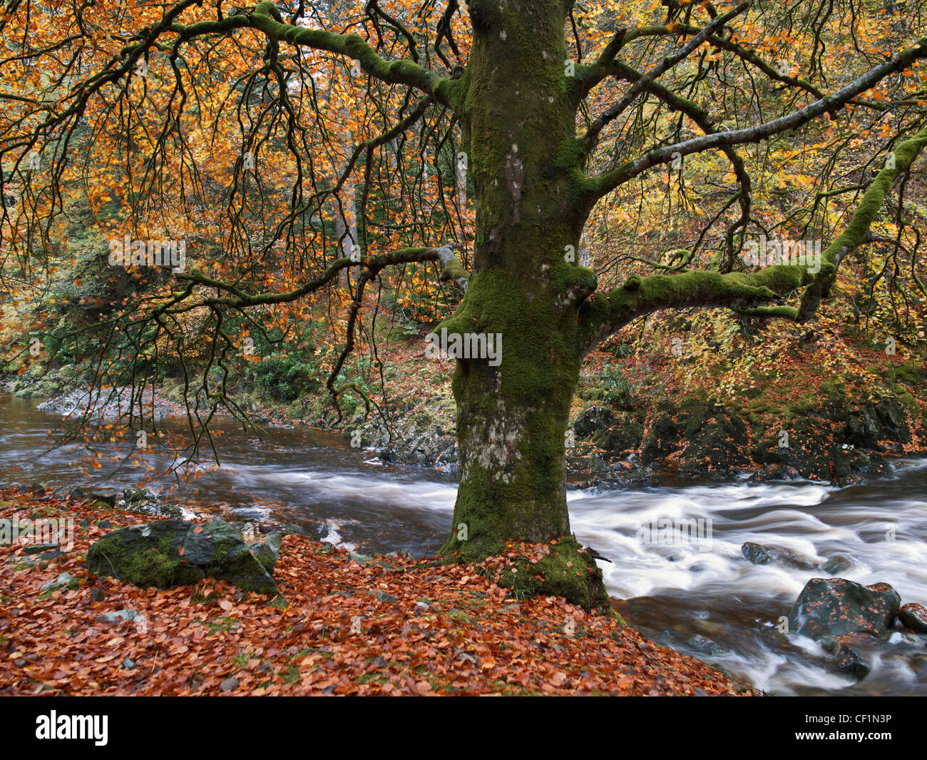 An autumnal scene in Coed y Brenin forest park in the South of the Snowdonia National Park near Dolgellau. Stock Photo