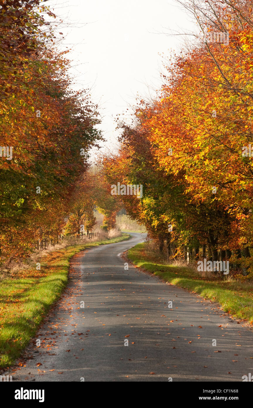 Colourful autumnal display of colour from trees either side of a country lane. Stock Photo