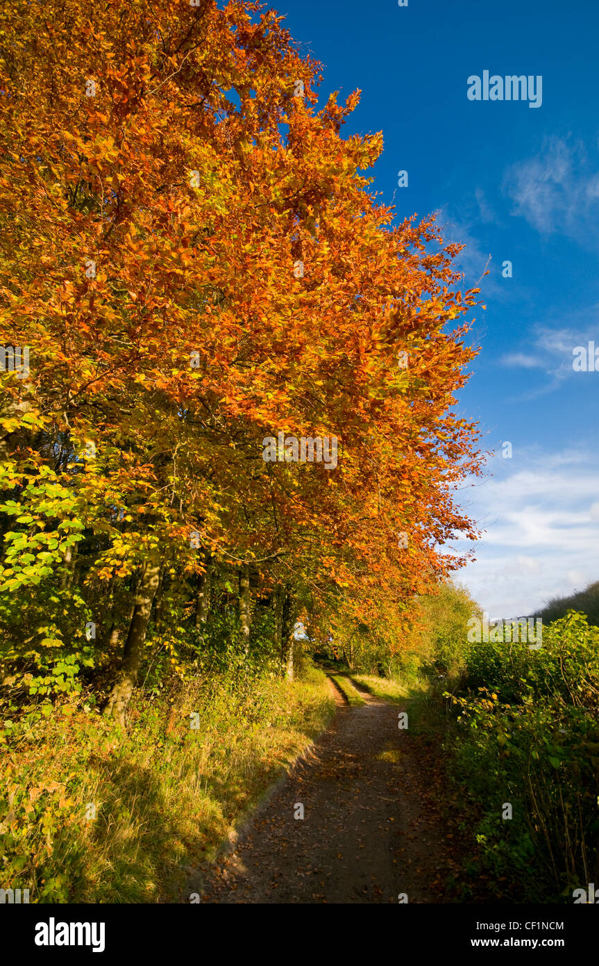 A firey autumnal display from trees beside a small track. Stock Photo