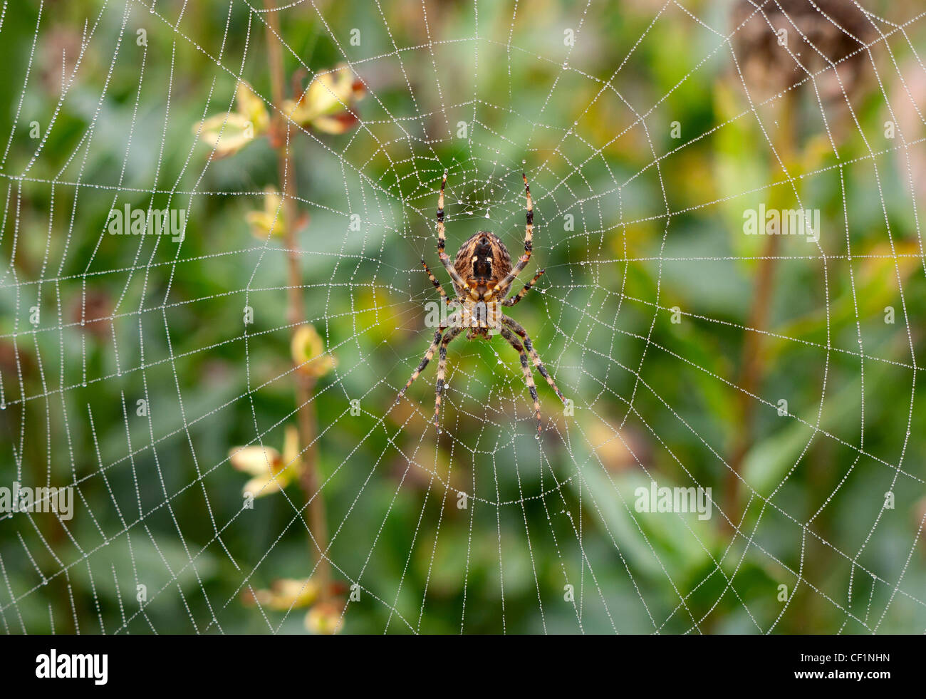 Close-up of a spider and web on a misty autumn morning. Stock Photo