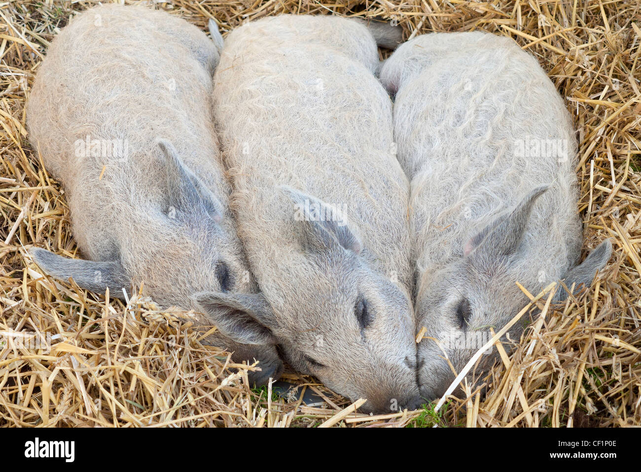 Three pedigree Mangalitza piglets asleep on a bed of straw. Stock Photo