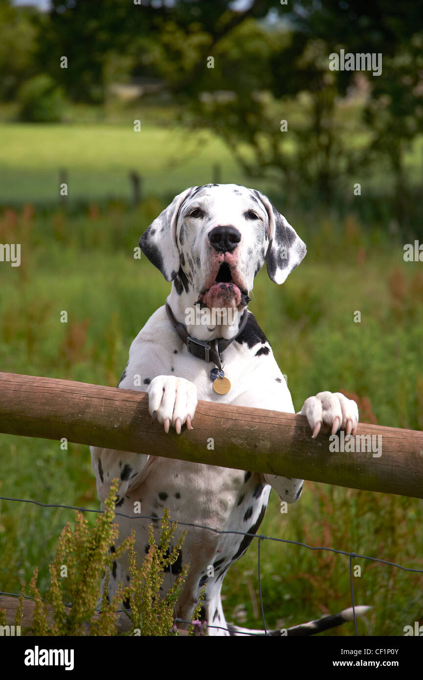 A spotted lurcher dog on hind legs, leaning with front paws on a fence