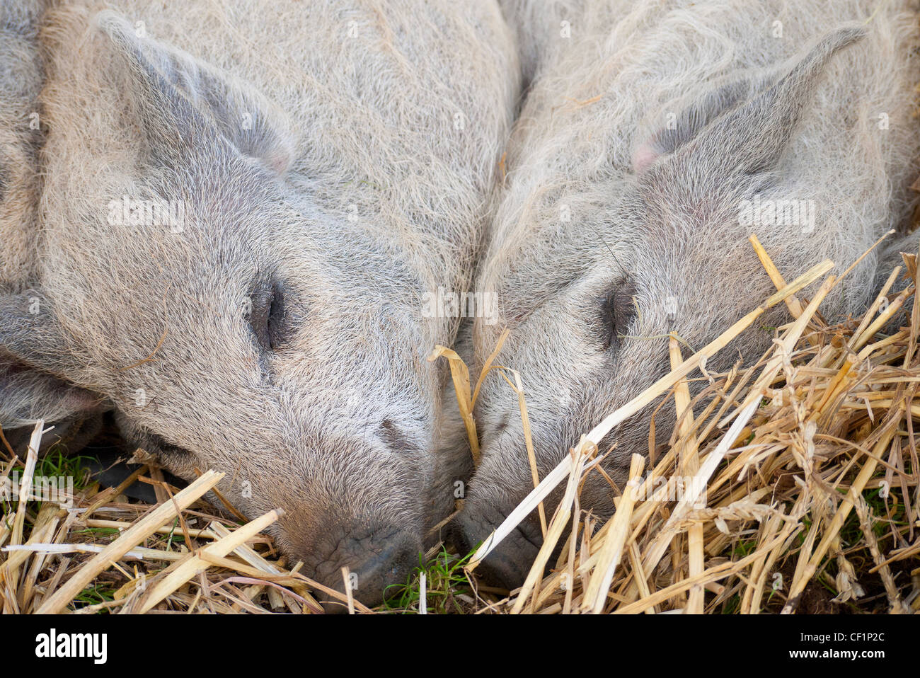 Two pedigree Mangalitza piglets asleep on a bed of straw. Stock Photo