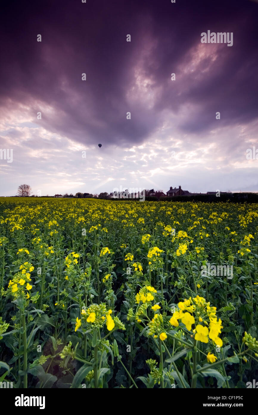 Oil seed rape. Rapeseed is widely cutivated throughout the world for the production of animal feed, vegetable oil and biodiesel. Stock Photo