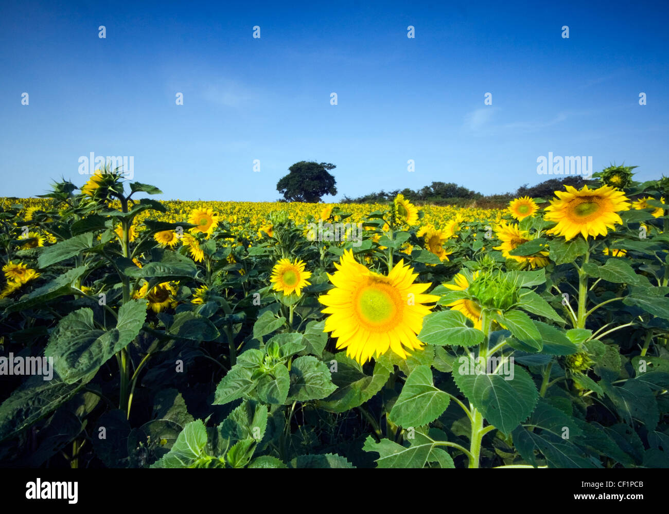 Field of Sunflowers. Sunflowers can grow up to 3 metres tall with the flower head reaching 30 cm in diameter. Stock Photo