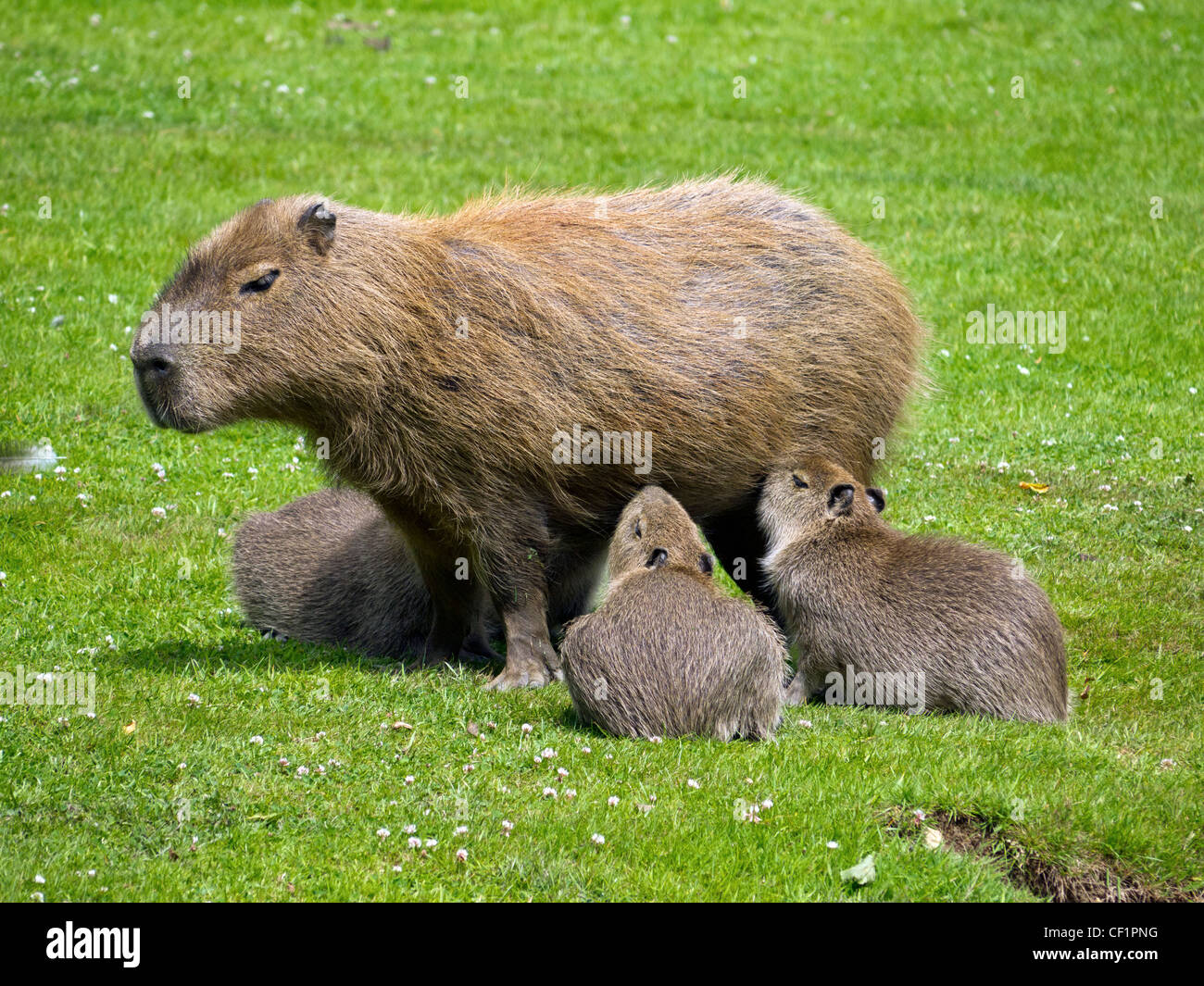 Female Capybara feeding young at Dartmoor Zoological Park Stock Photo