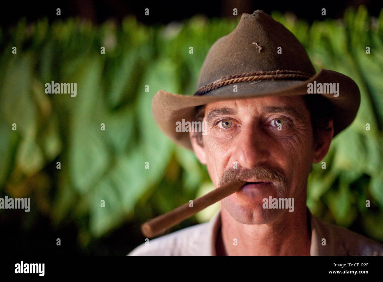 Tobacco farmer in Pinar Del Rio, Cuba Stock Photo