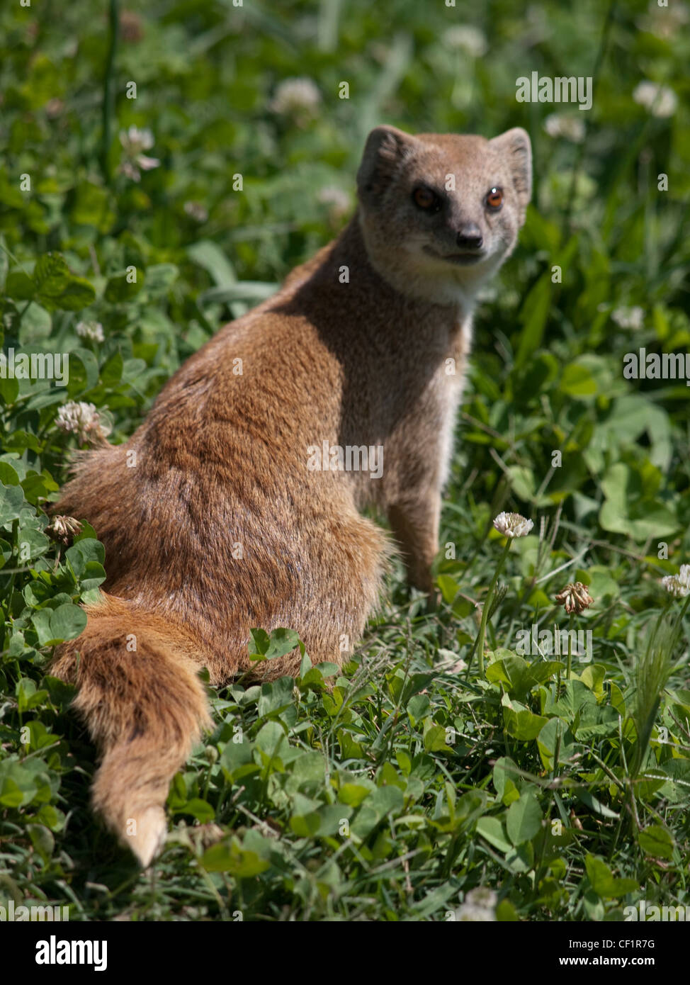 Yellow mongoose.Mangosta amarilla.Cunictis penicillata. Navarra. Spain Stock Photo Alamy