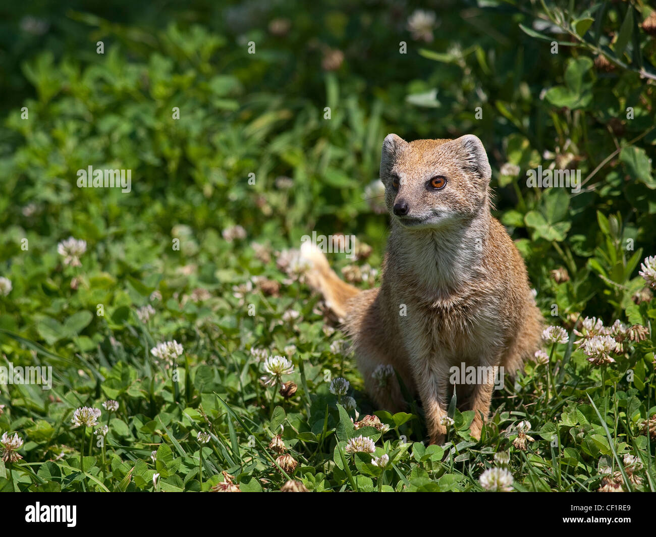 Yellow mongoose.Mangosta amarilla.Cunictis penicillata. Navarra. Spain