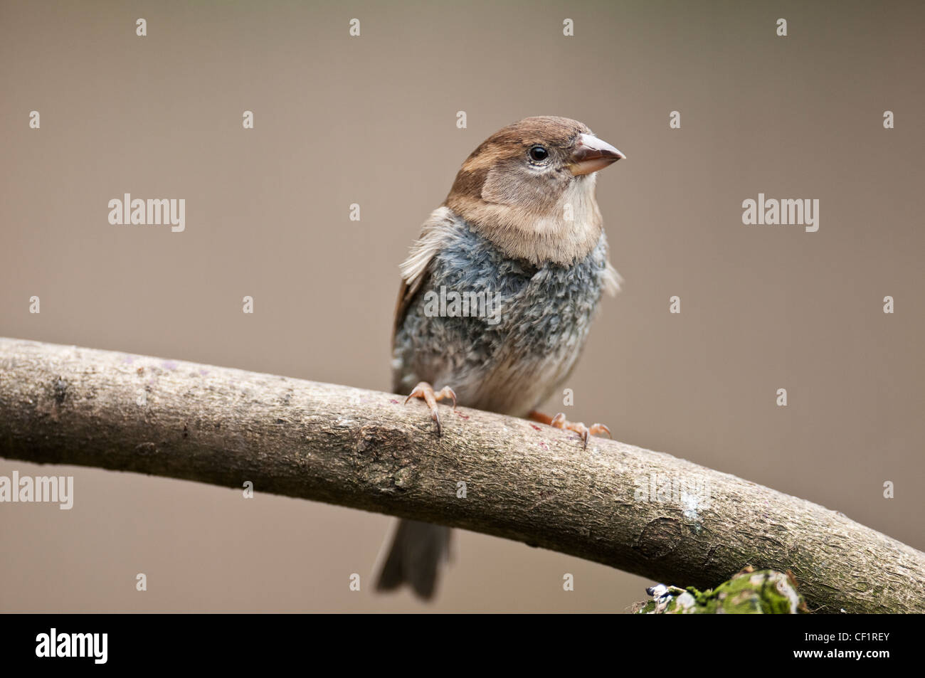 House sparrow passer Domesticus Bird Brown Cute Red Listed Endagered