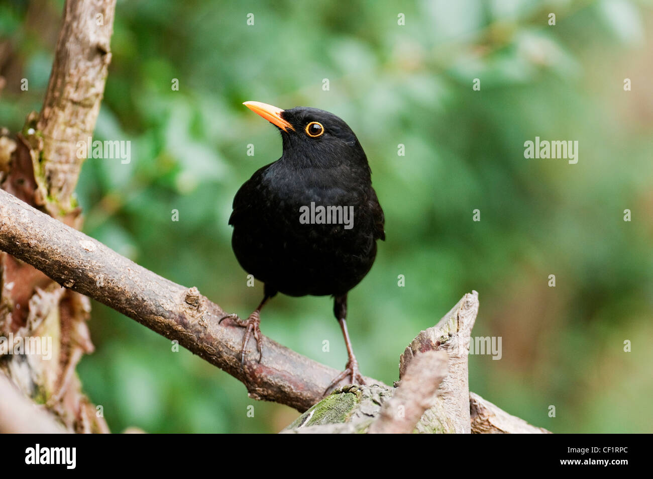 Blackbird  “Turdus marula” Songbird Garden Bird Black  “Yellow-Beak” Glossy Fluty Warbling Song male Berry Fruit Insect Worm. Stock Photo