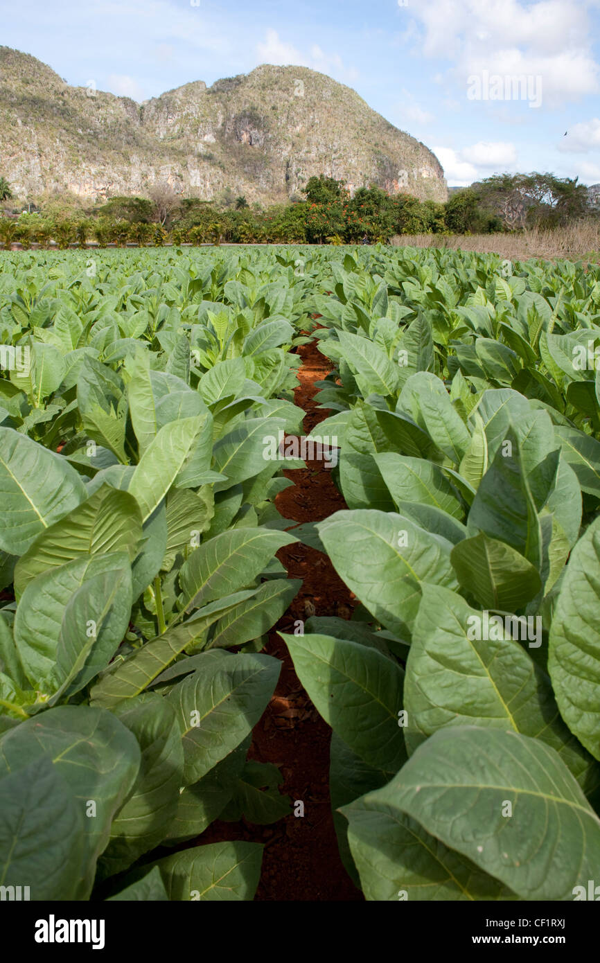 cuban tobacco field 4 letters Cuban tobacco field hi-res stock photography and images