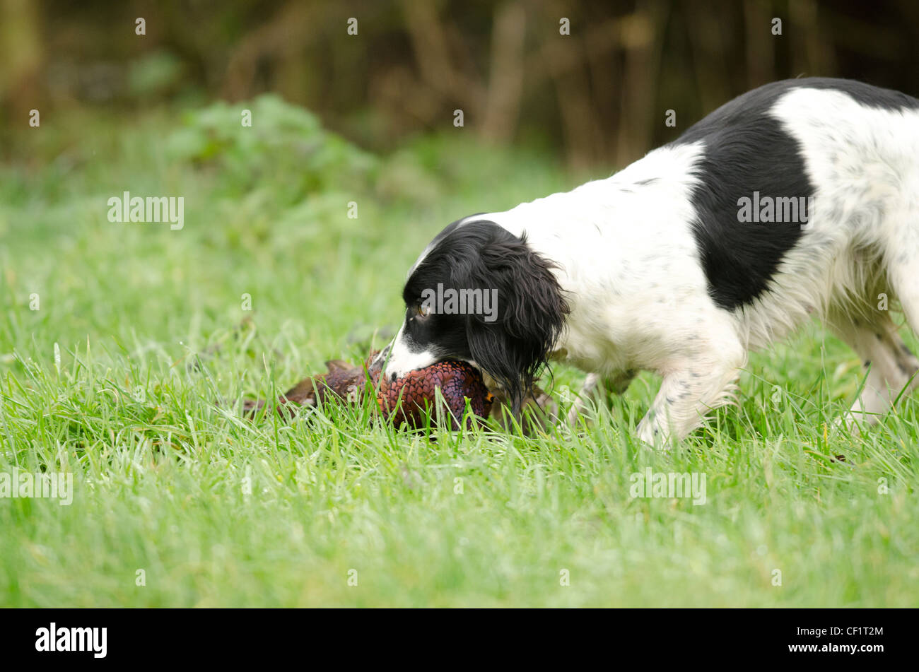 Gun dog collecting bird for Owner Stock Photo