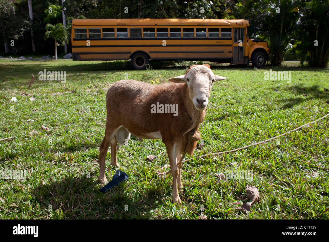 Goat in front of a school bus near Vinales, Cuba Stock Photo