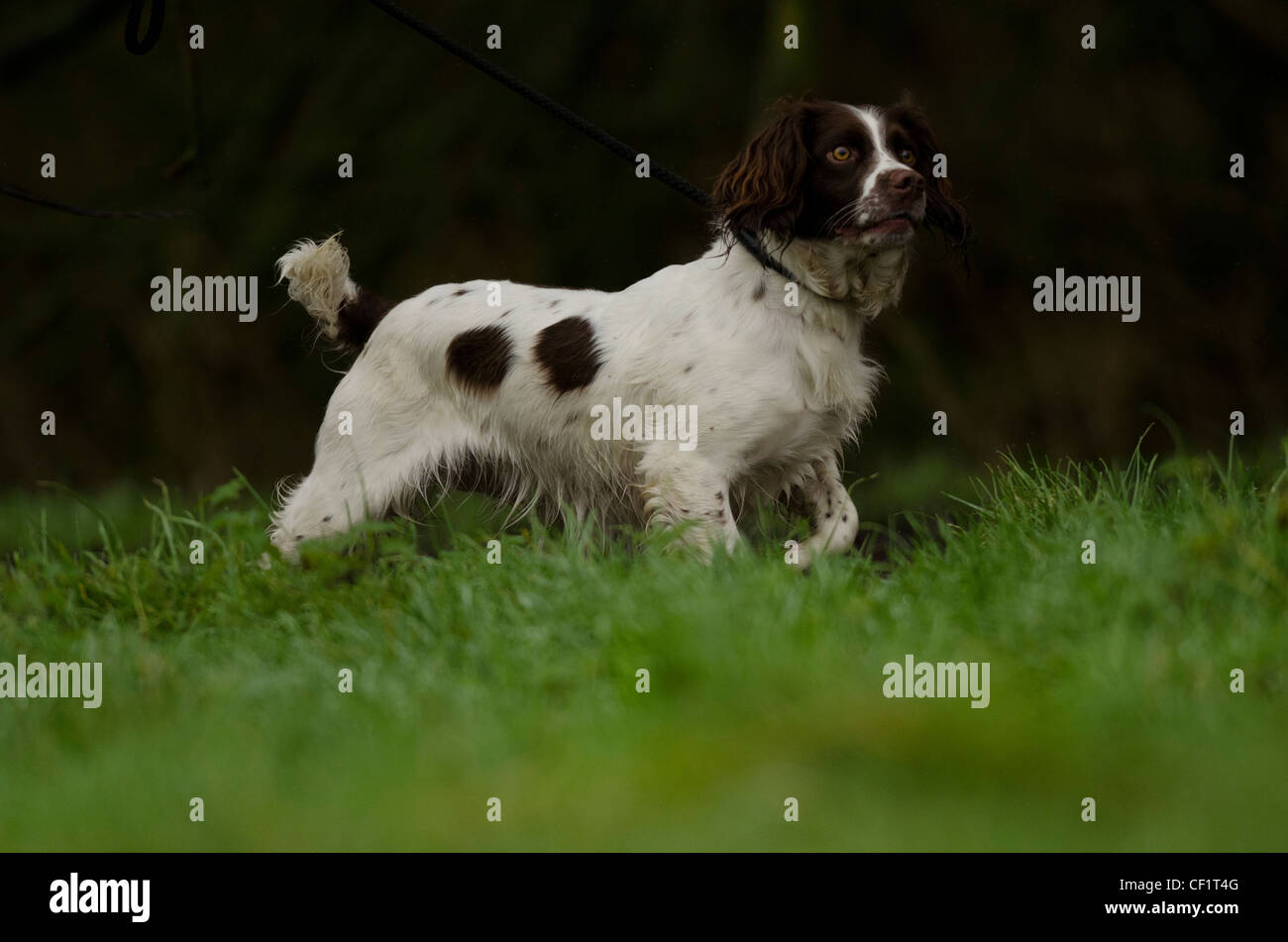 Gun dog collecting bird for Owner Stock Photo