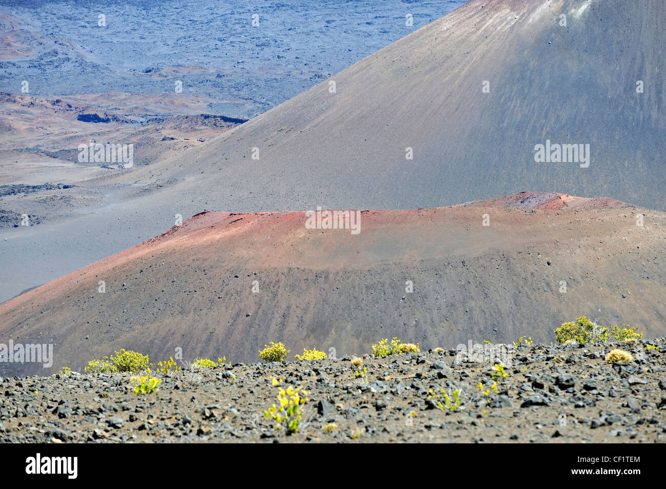 Wild plants in volcanic landscape, Haleakala crater, Maui Island, Hawaii Islands, Usa Stock Photo