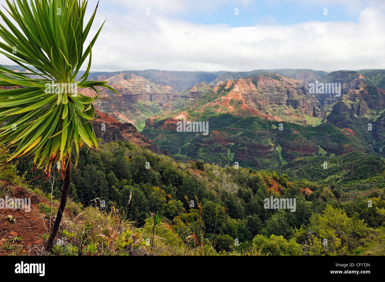 Kauai Island, Hawaii Islands, USA, Waimea canyon Stock Photo