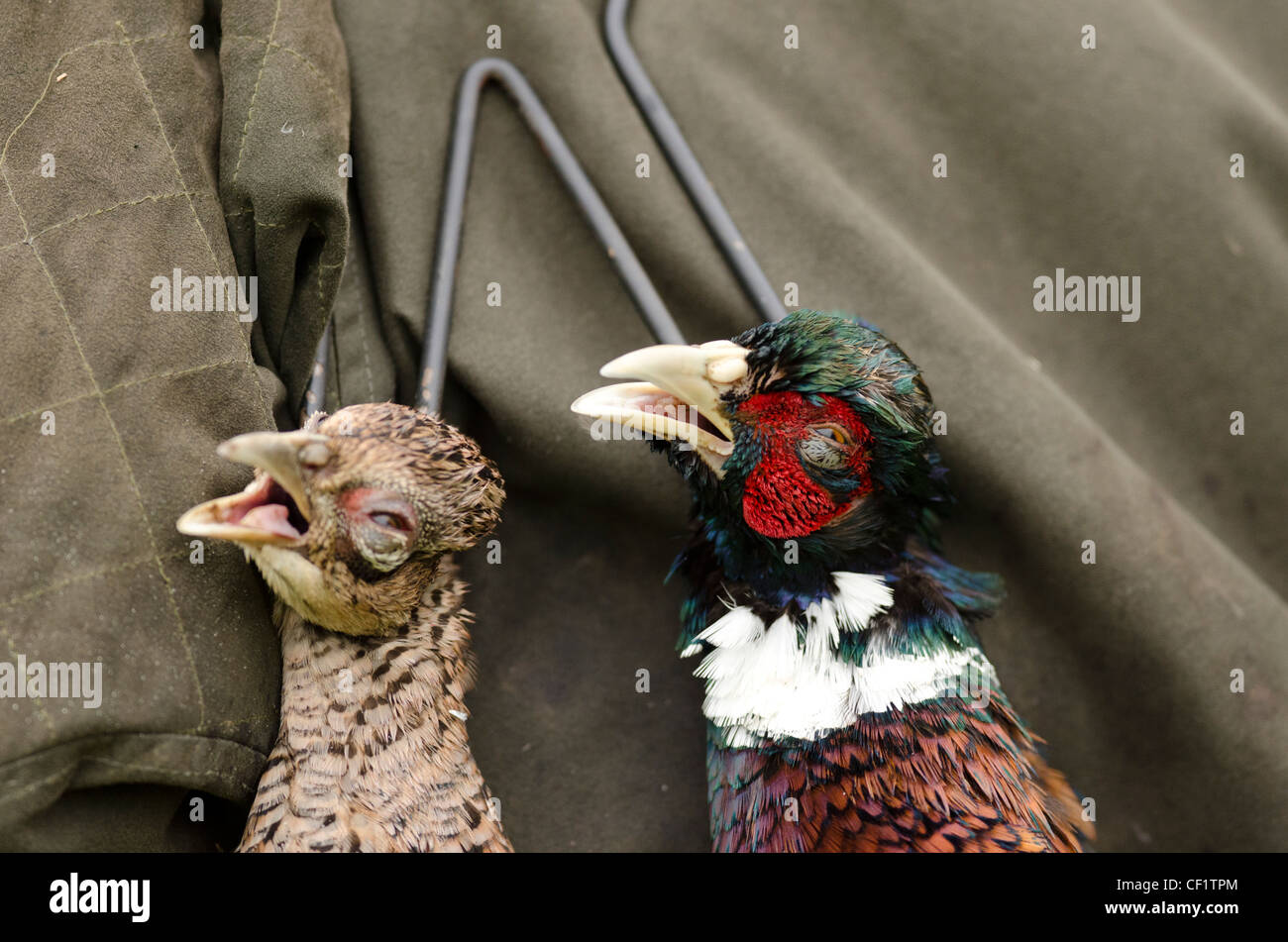 A brace of pheasants hanging from the shoulder after a shoot in dorset Stock Photo