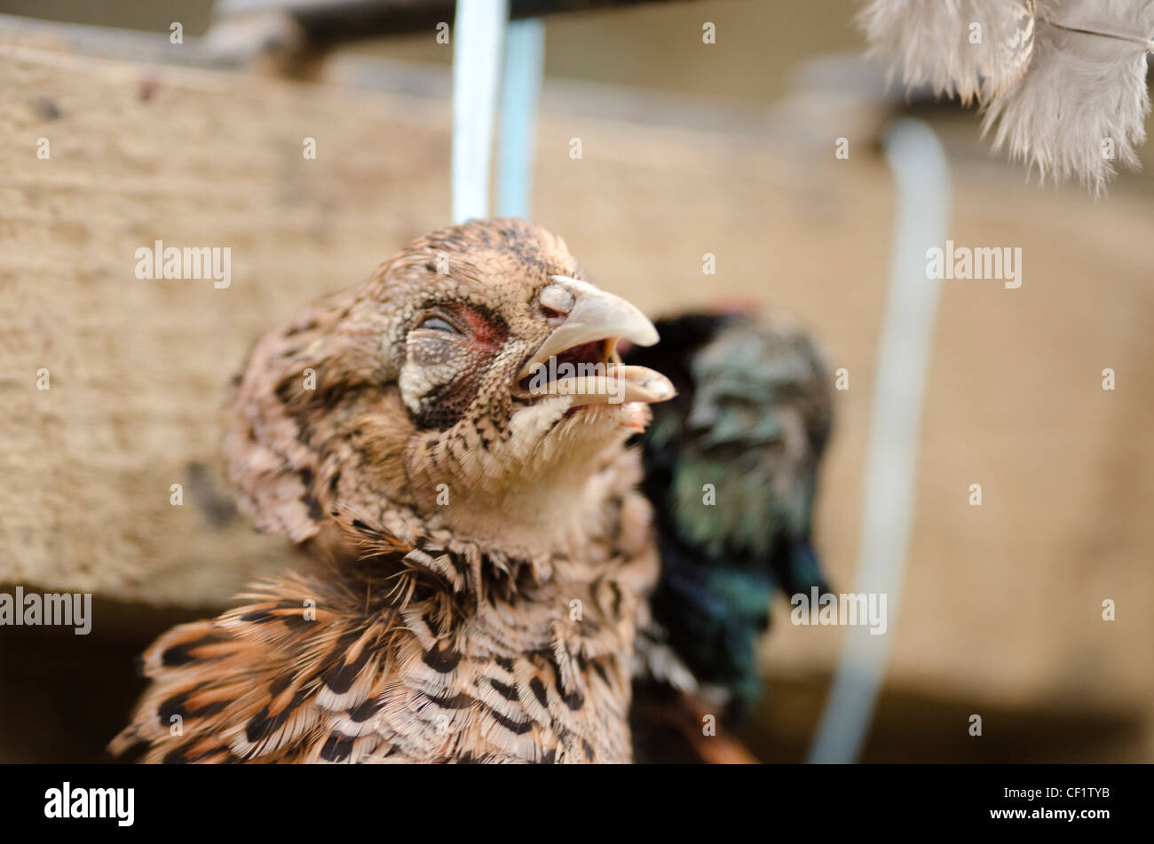 Two Pheasants held in a brace in a wooden crate in Dorset Stock Photo