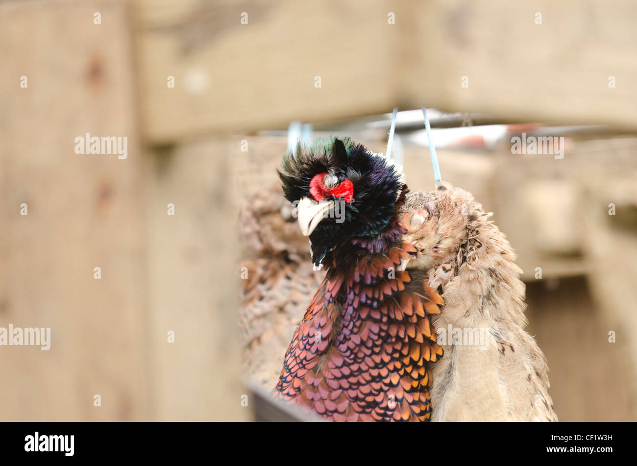 Two Pheasants held in a brace in a wooden crate in Dorset Stock Photo