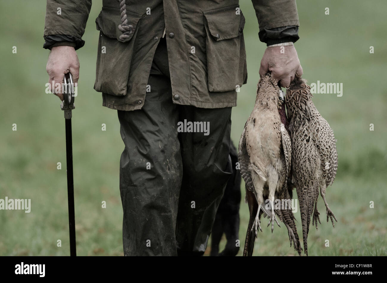 A man walks with a fresh brace of Pheasants Stock Photo