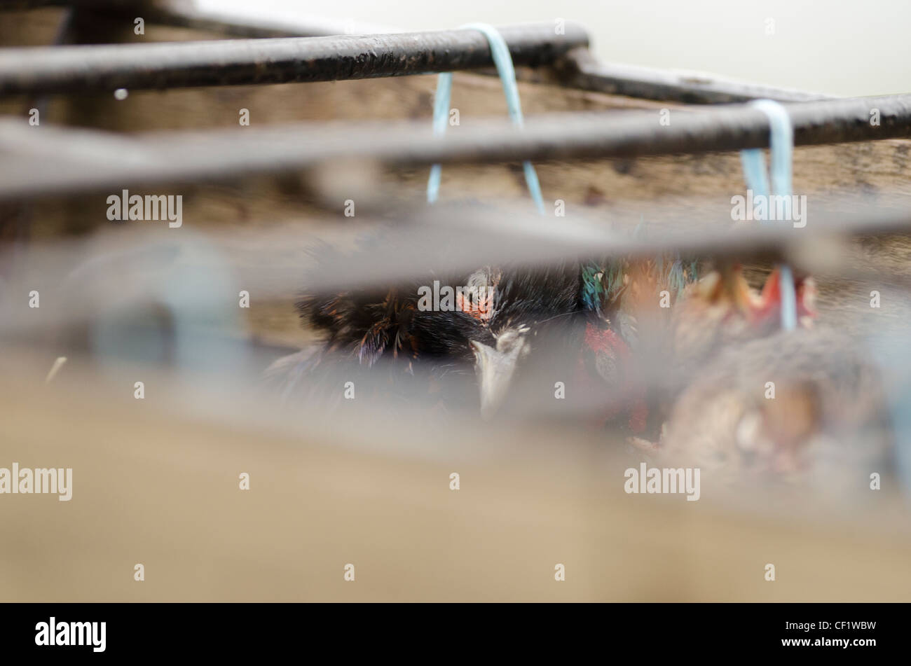 Pheasant braces hanging in a wooden crate after a shoot in Dorset Stock Photo