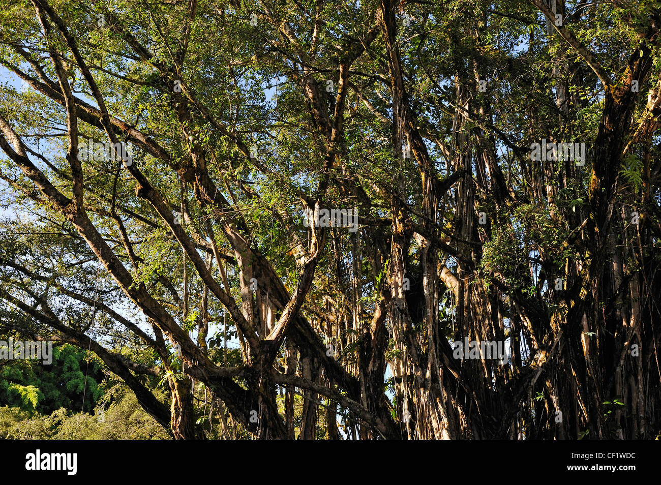 Banyan tree, Hilo Big Island, Hawaii Islands, Usa Stock Photo