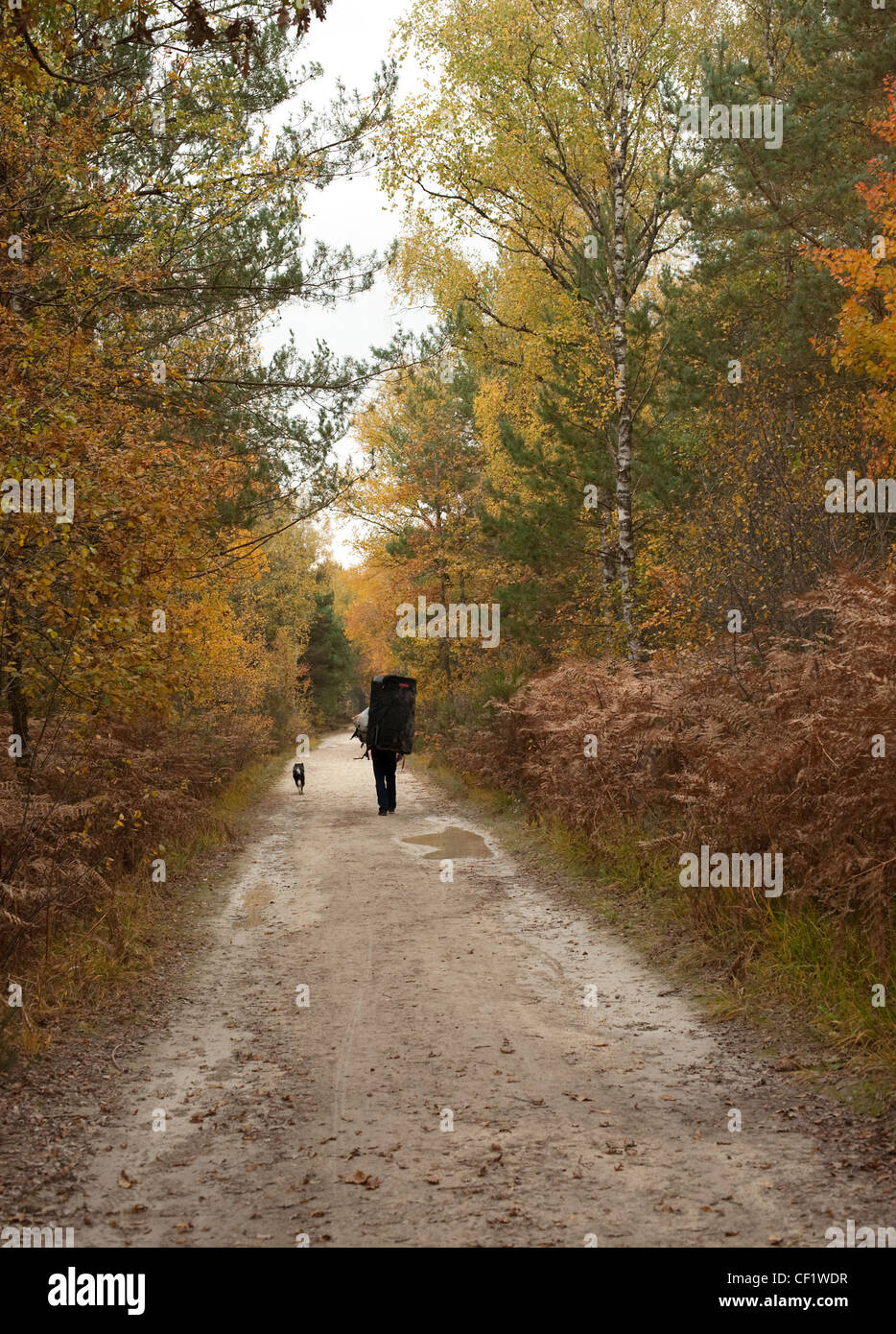 A man and a dog walk down a sandy path in an autumn forest with a bouldering mat at the end of a days climbing in Fontainebleau. Stock Photo