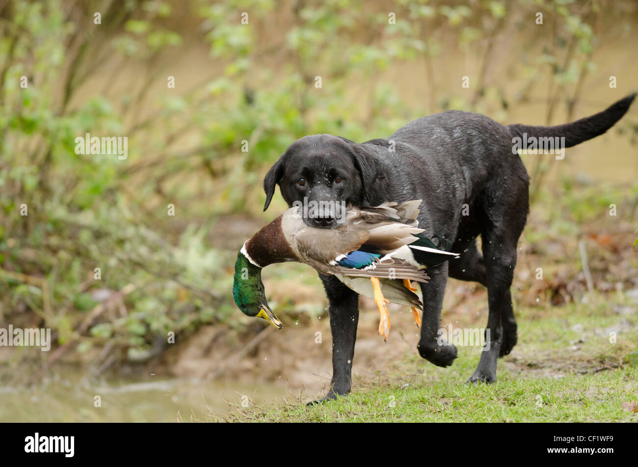 A black Labrador collecting a mallard during a shoot in Dorset Stock Photo