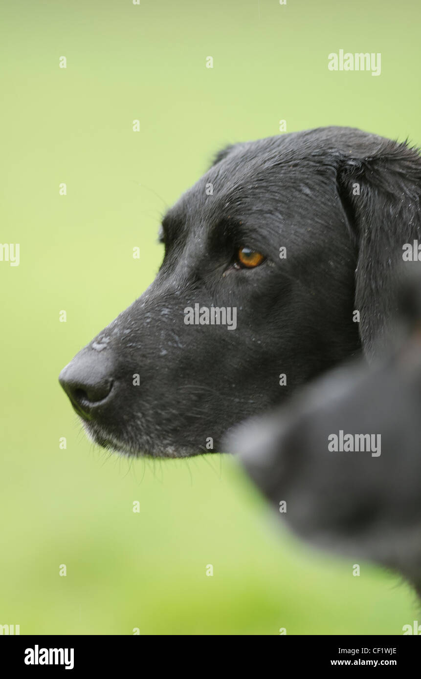 A black Labrador during a pheasant shoot in Dorset Stock Photo