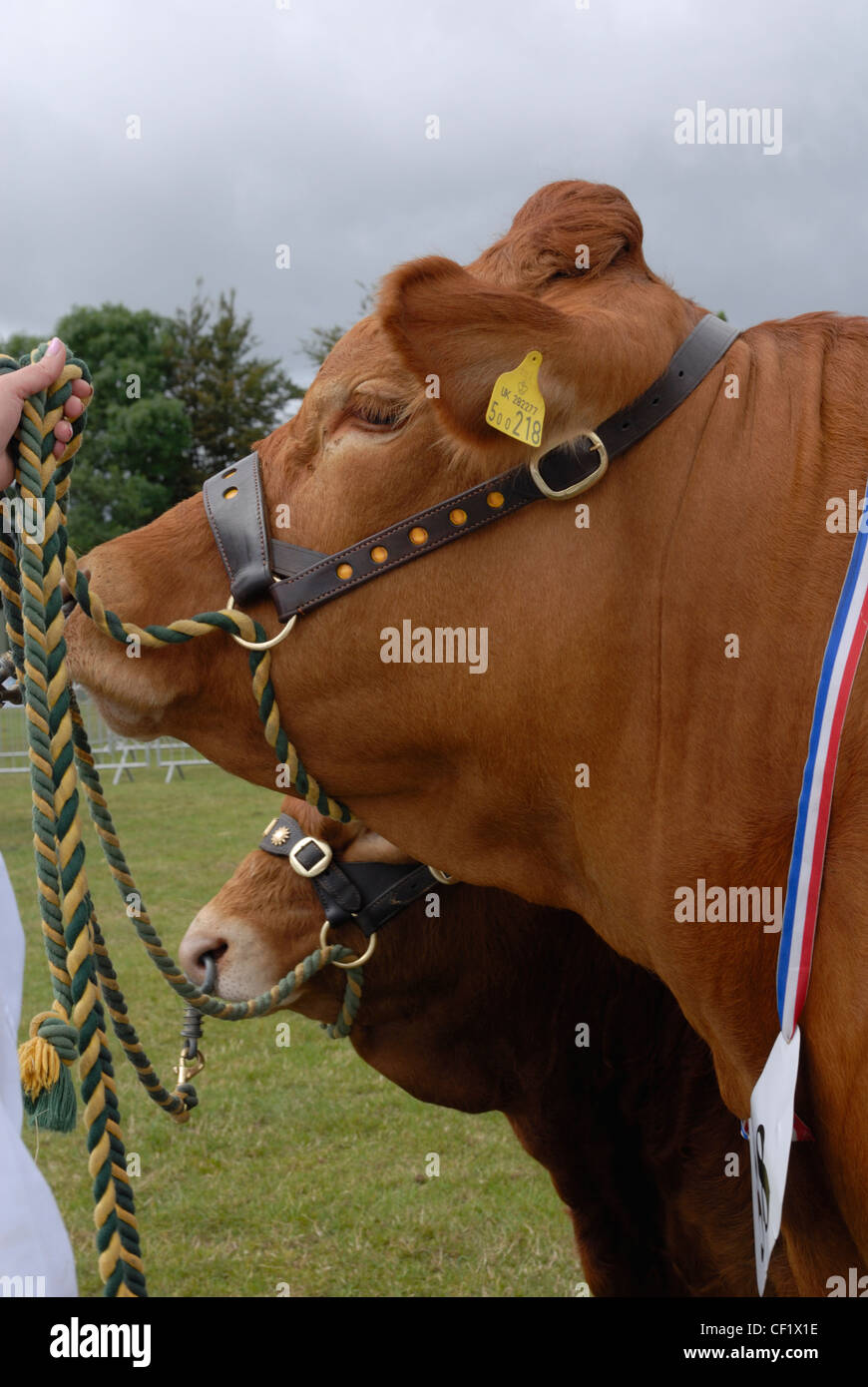 Cattle entered in a livestock competition at the Kent County Show. Stock Photo