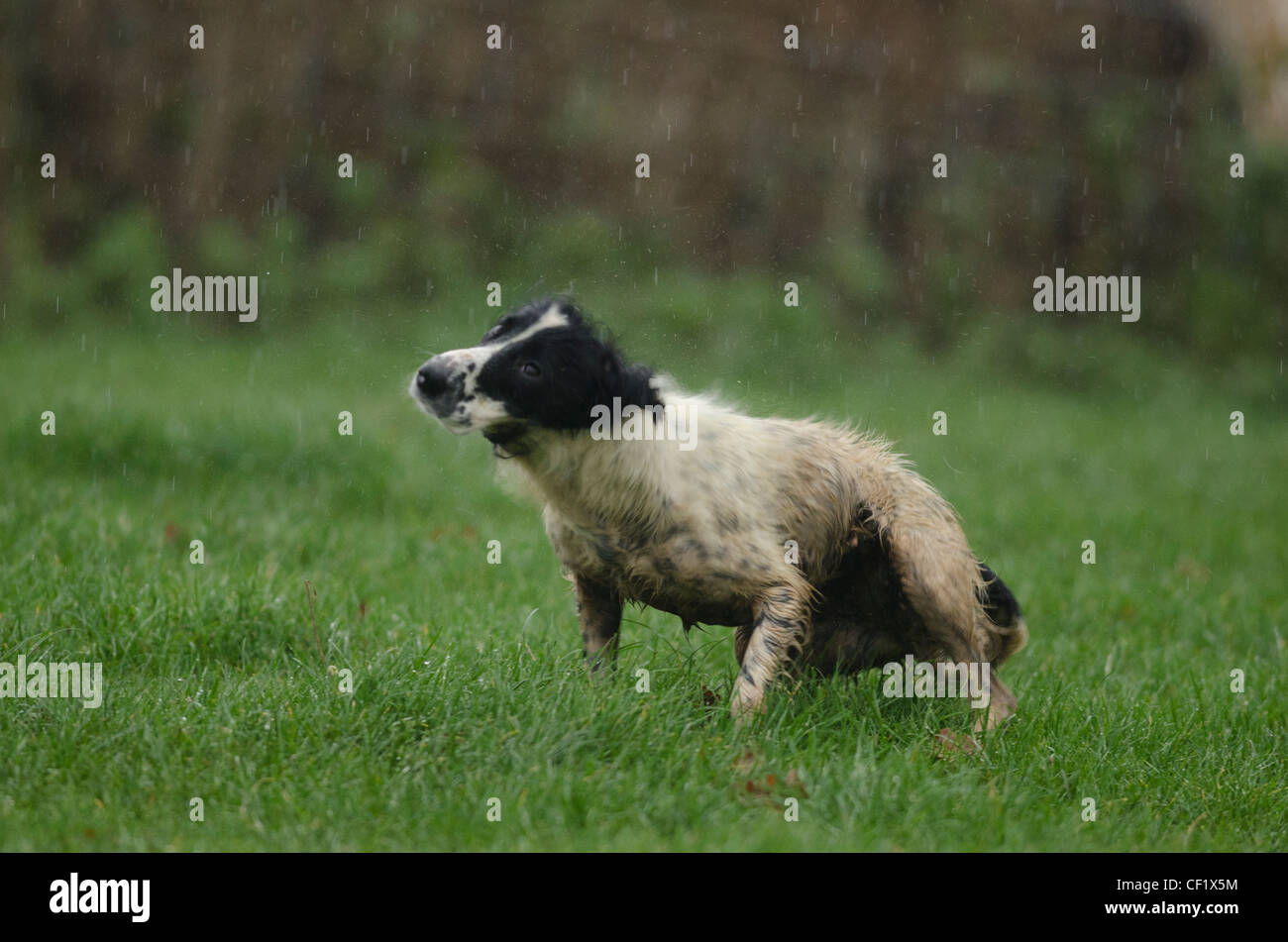 Gun Dog stood in the rain shaking Stock Photo