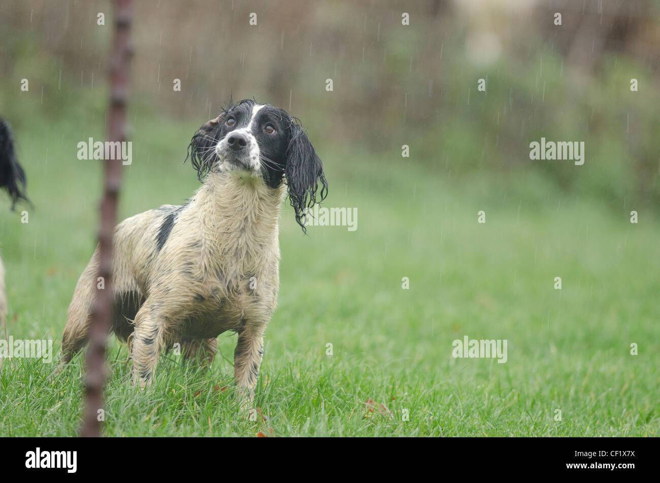 Gun Dog stood in the rain Stock Photo