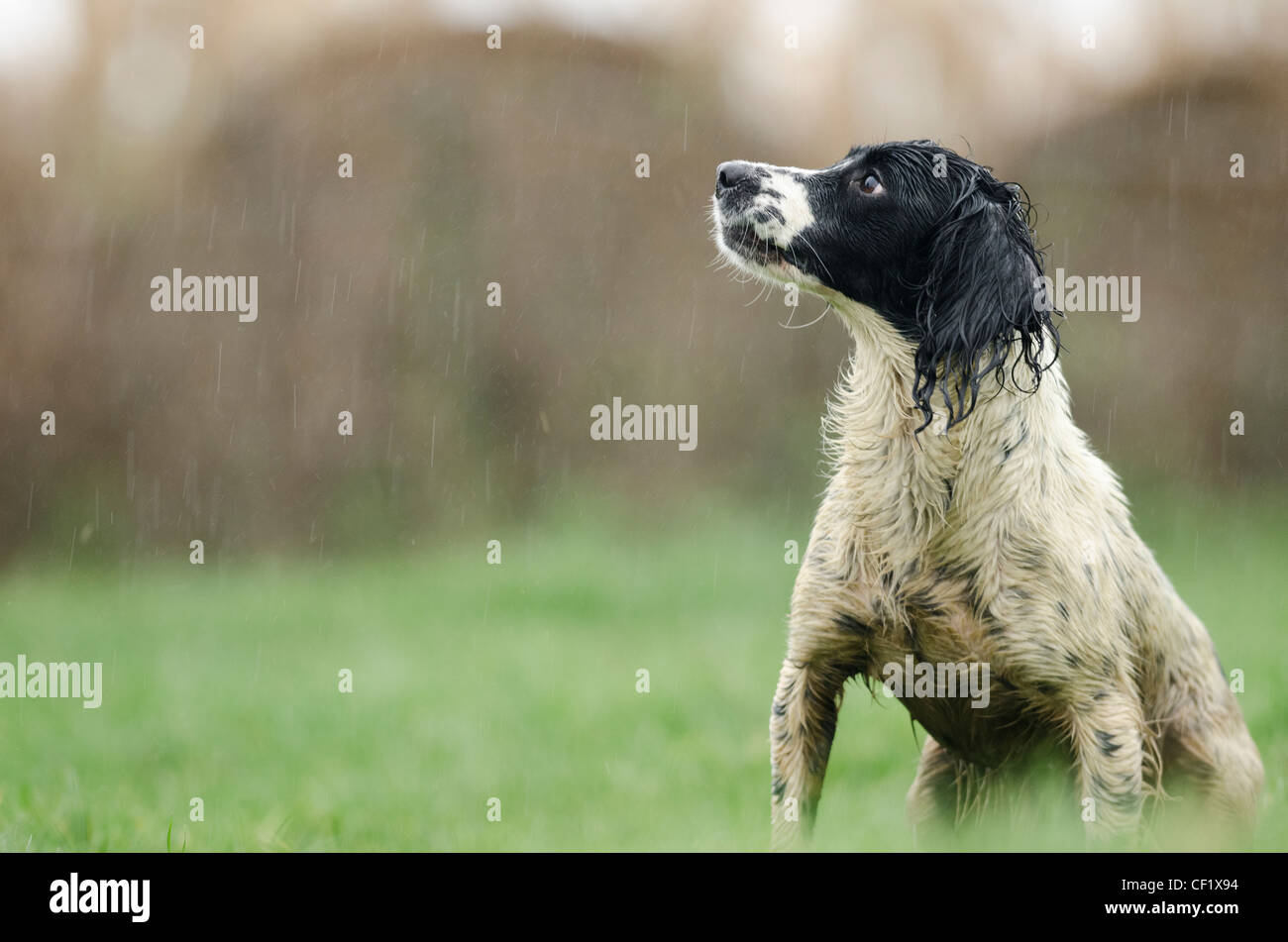 Gun Dog stood in the rain Stock Photo