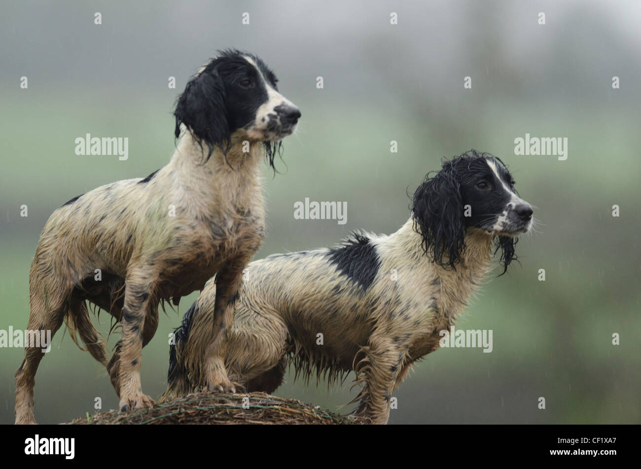 Two Gun Dogs standing on a hay bail. Stock Photo