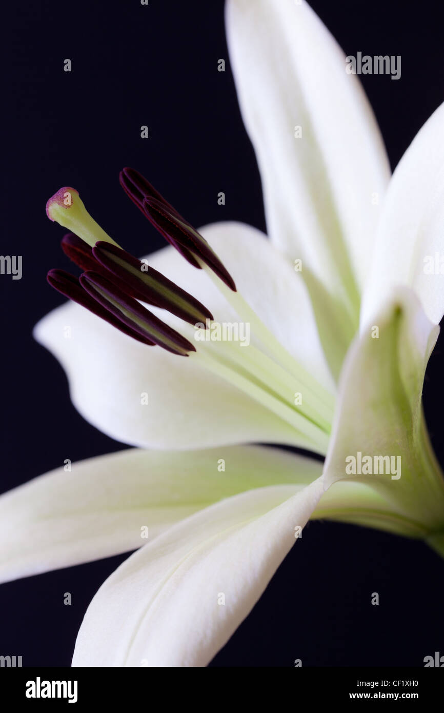 Close up image of Easter Lily flower showing petals,sepals,pistil and