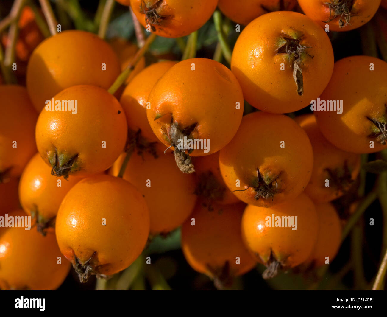 Close up image of Pyracantha 'orange glow' in the Autumn at Shugborough UK Stock Photo