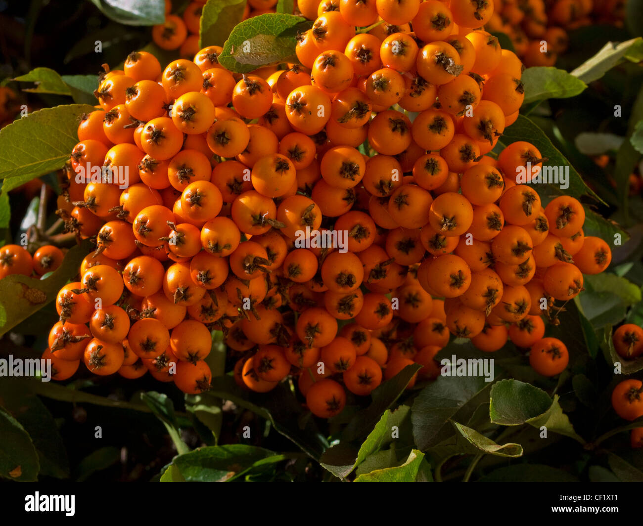 Pyracantha 'orange glow' in the Autumn at Shugborough UK Stock Photo
