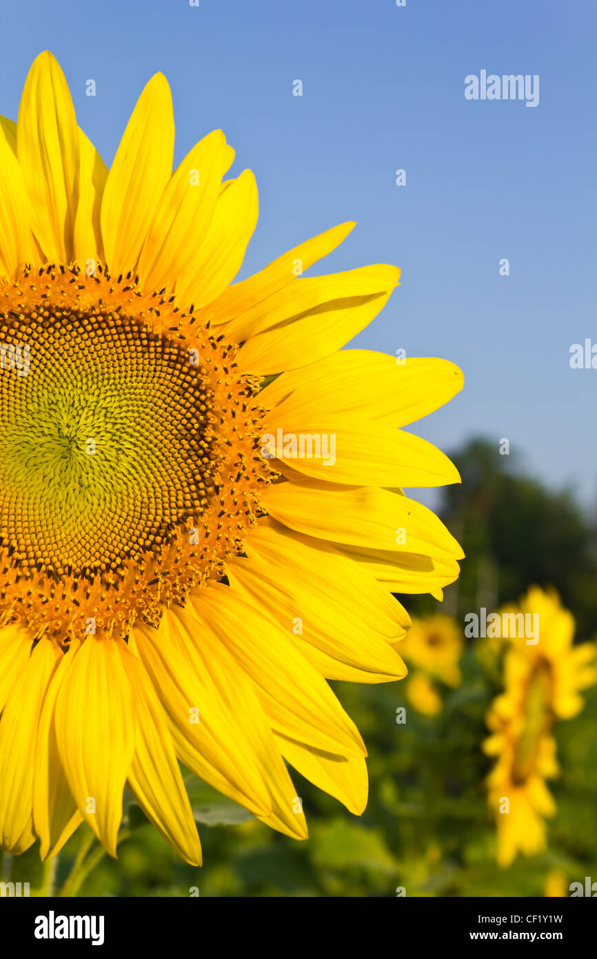 Sunflower at the field at the sunrise Stock Photo - Alamy