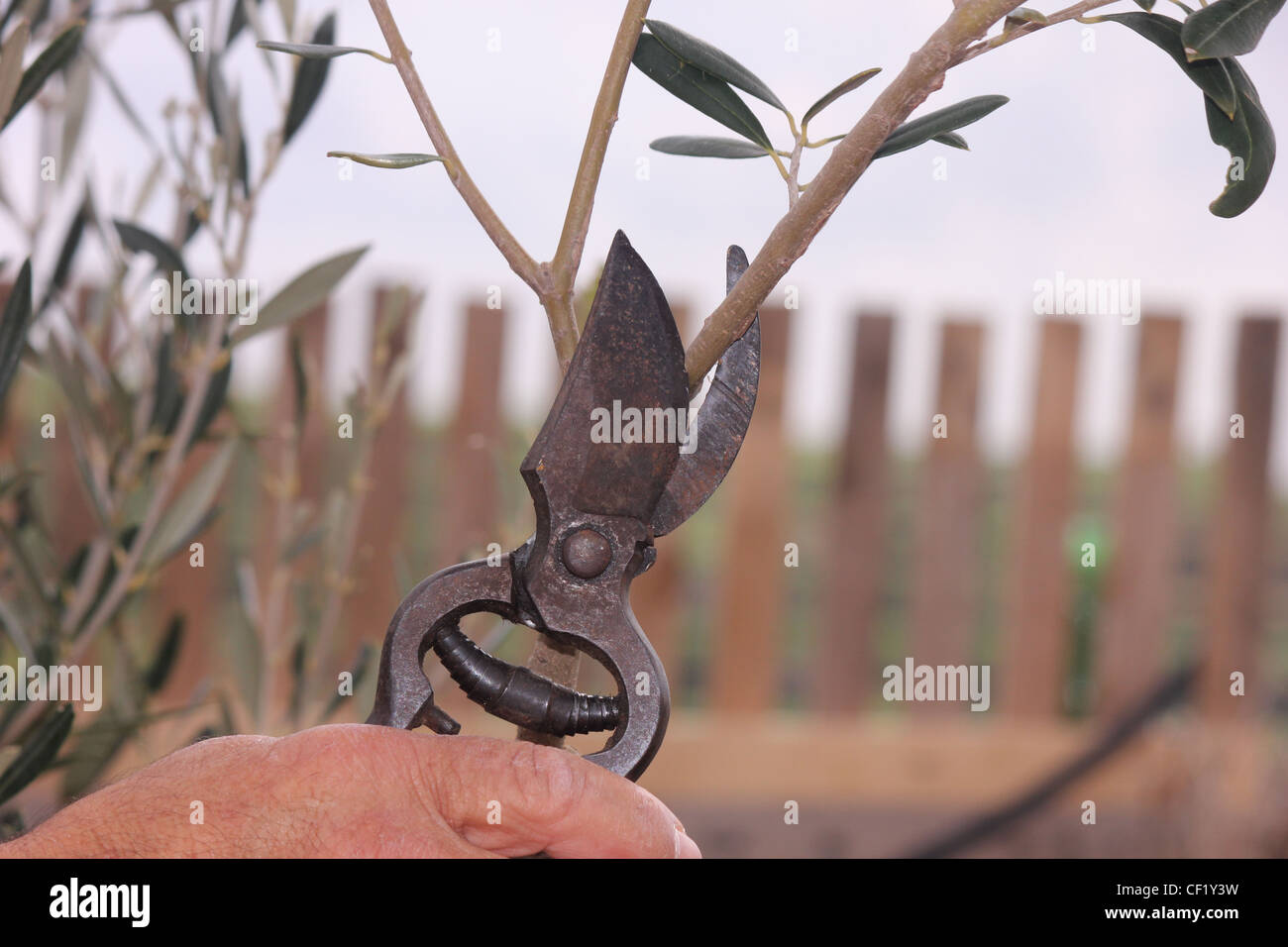 Cutting crops Stock Photo Alamy