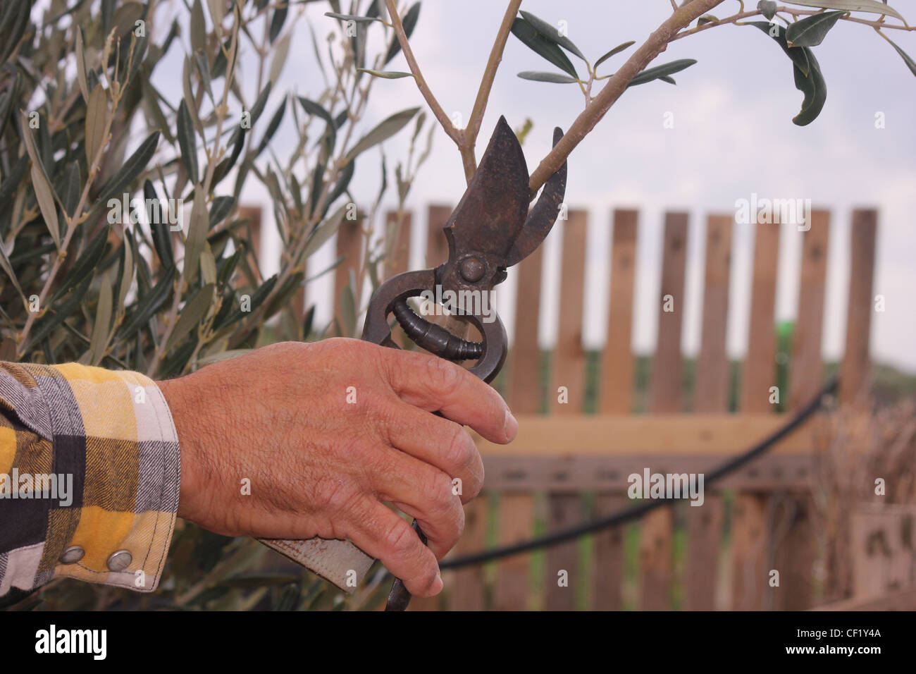 Cutting crops Stock Photo Alamy