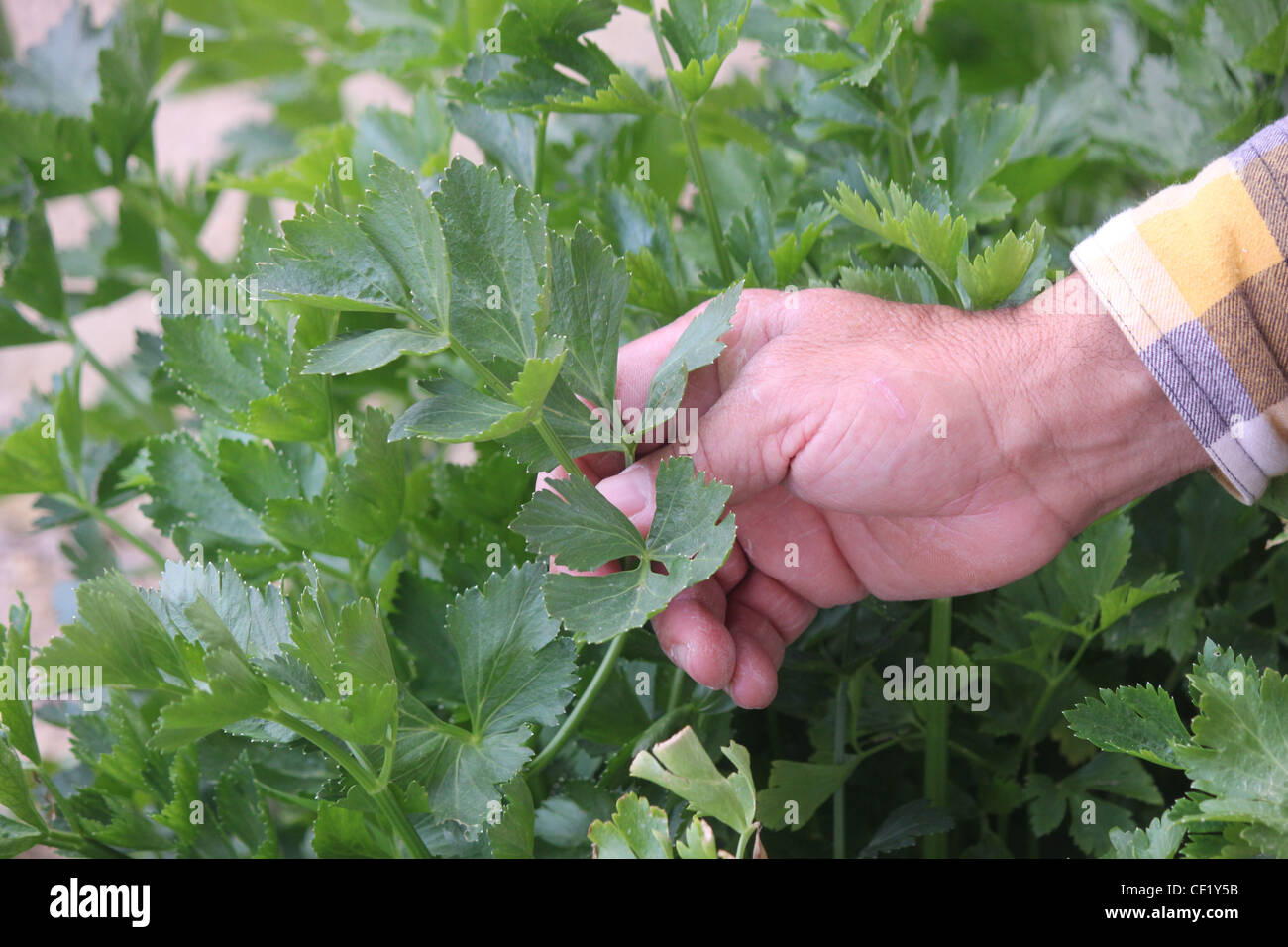 Cutting crops Stock Photo Alamy