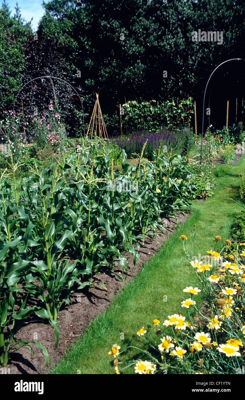 Donadea Lodge, Babell, Flintshire Vegetable patch in garden maize