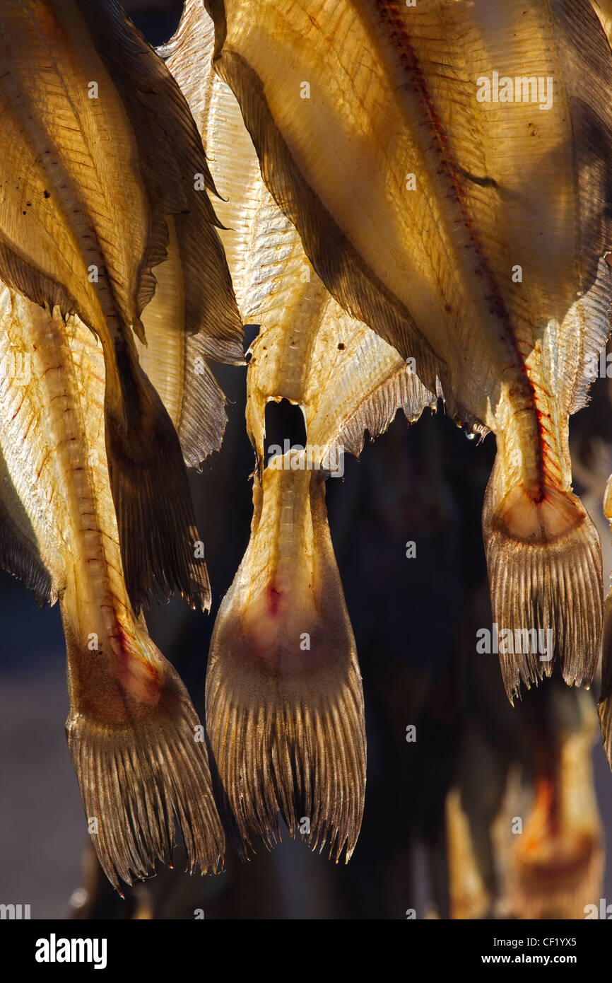 Greenland halibut / Greenland turbot (Reinhardtius hippoglossoides