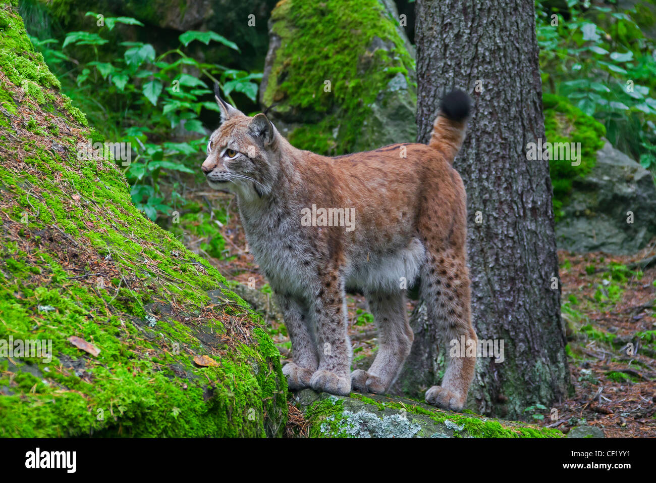 Eurasian lynx (Lynx lynx) in forest, Sweden Stock Photo