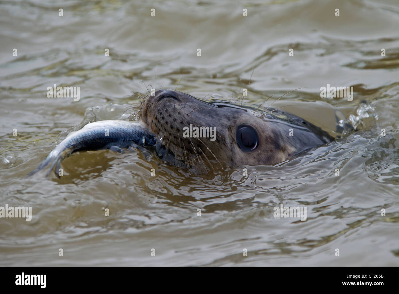 Juvenile, Grey seal / gray seal (Halichoerus grypus) eating fish at the seal rehabilitation centre Friedrichskoog, Germany Stock Photo